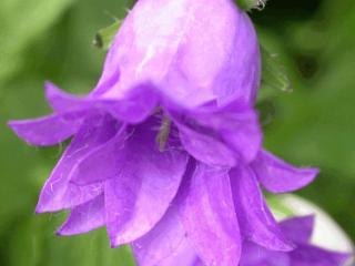 Campanula trachelium 'Bernice'