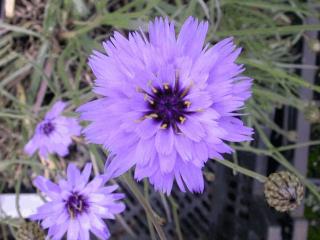 Catananche caerulea