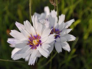 Catananche caerulea  'Alba'