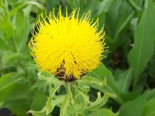 Centaurea macrocephala