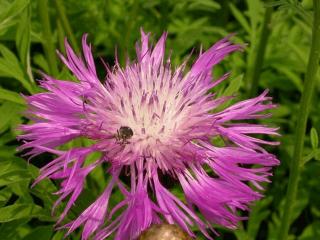 Centaurea dealbata