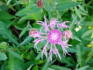 Centaurea jacea