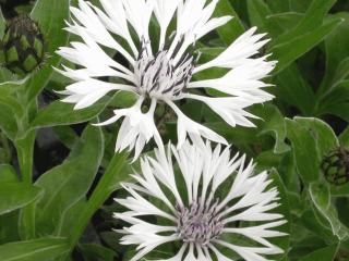 Centaurea montana 'Alba'