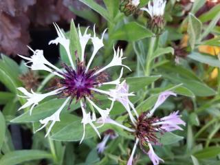 Centaurea montana 'Amethyst in Snow' ®