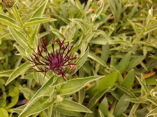 Centaurea montana 'Jordy'