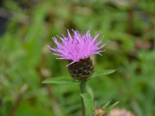 Centaurea nigra