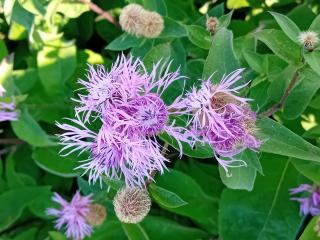 Centaurea phrygia