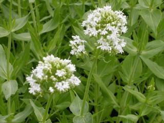 Centranthus ruber  'Albus'