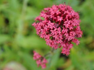 Centranthus ruber 'Coccineus'