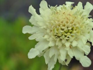 Cephalaria gigantea