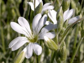 Cerastium biebersteinii