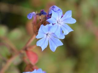 Ceratostigma griffithii