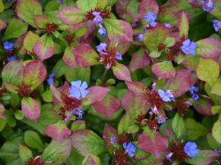 Ceratostigma plumbaginoides