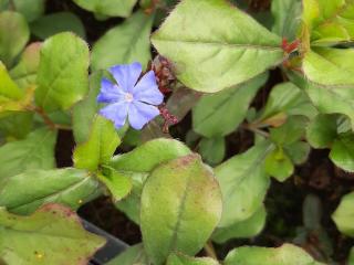 Ceratostigma plumbaginoides