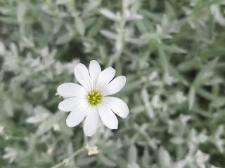 Cerastium tomentosum 'Silberteppich'