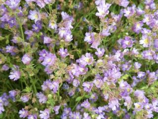 Chaenorhinum origanifolium 'Blue Dream'