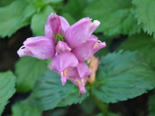 Chelone lyoniii 'Hot Lips'