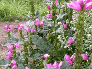 Chelone obliqua