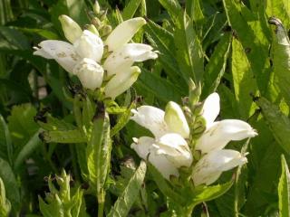 Chelone obliqua 'Alba'