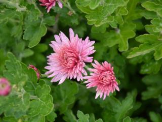Chrysanthemum indicum 'Anastasia'