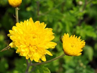 Chrysanthemum indicum 'Citronella'