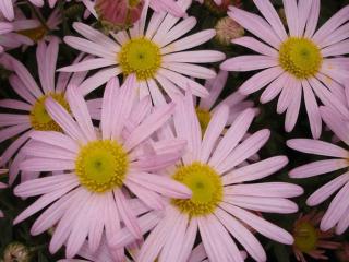 Chrysanthemum rubellum 'Clara Curtis'