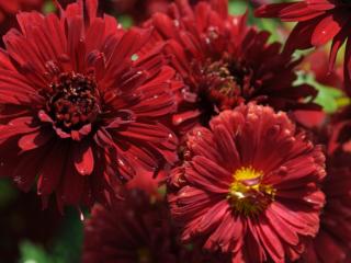 Chrysanthemum rubellum 'D. Of Edinburgh'