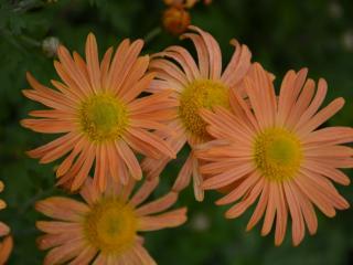 Chrysanthemum rubellum 'Mary Stoker'