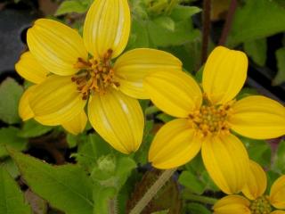 Chrysogonum virginianum