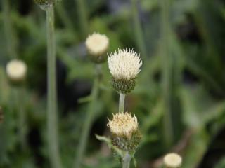 Cirsium japonicum 'Frosted Magic' ®