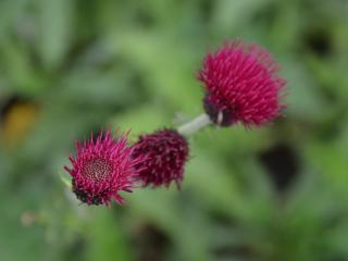 Cirsium rivulare 'Atropurpureum'