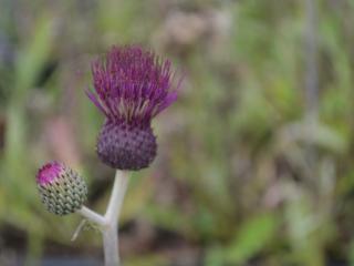 Cirsium rivulare 'Trevor's Blue Wonder'