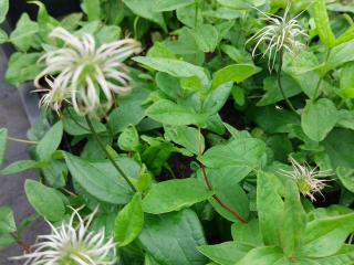 Clematis integrifolia
