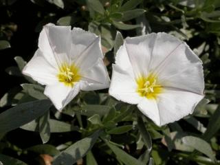 Convulvulus cneorum 'Snow Angel'