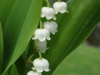 Convallaria majalis