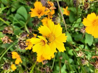 Coreopsis auriculata 'Nana'