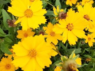 Coreopsis grandiflora 'Christchurch'