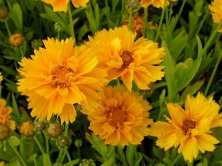 Coreopsis grandiflora 'Early Sunrise'