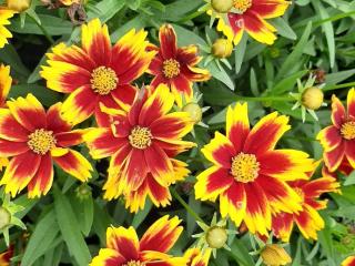 Coreopsis grandiflora 'Golden Stardust' ®