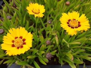 Coreopsis grandiflora 'Sunfire'