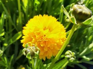 Coreopsis grandiflora 'Sunray'