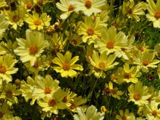 Coreopsis hybride 'Crème 'Brulée'