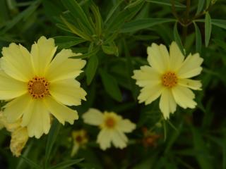 Coreopsis hybride 'Full Moon' (PBR)