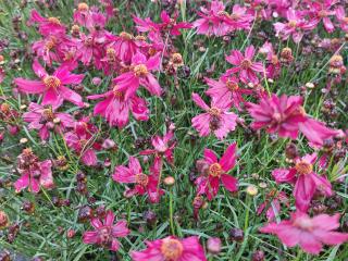 Coreopsis rosea 'Limerock Ruby' (PBR)