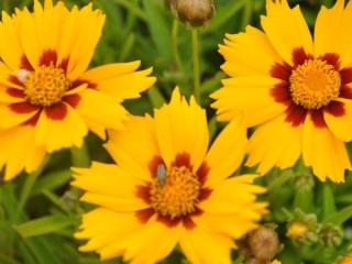 Coreopsis lanceolata 'Baby Gold'
