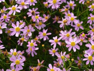 Coreopsis rosea 'American Dream'