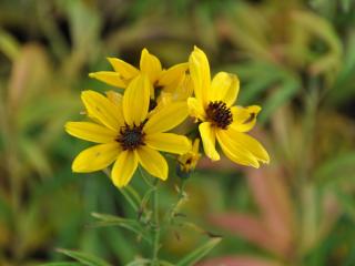 Coreopsis tripteris