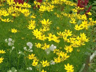 Coreopsis verticillata