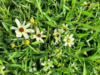 Coreopsis verticillata 'Fool's Gold'