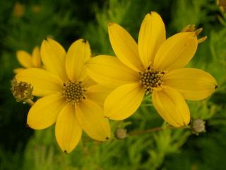 Coreopsis verticillata 'Grandiflora'